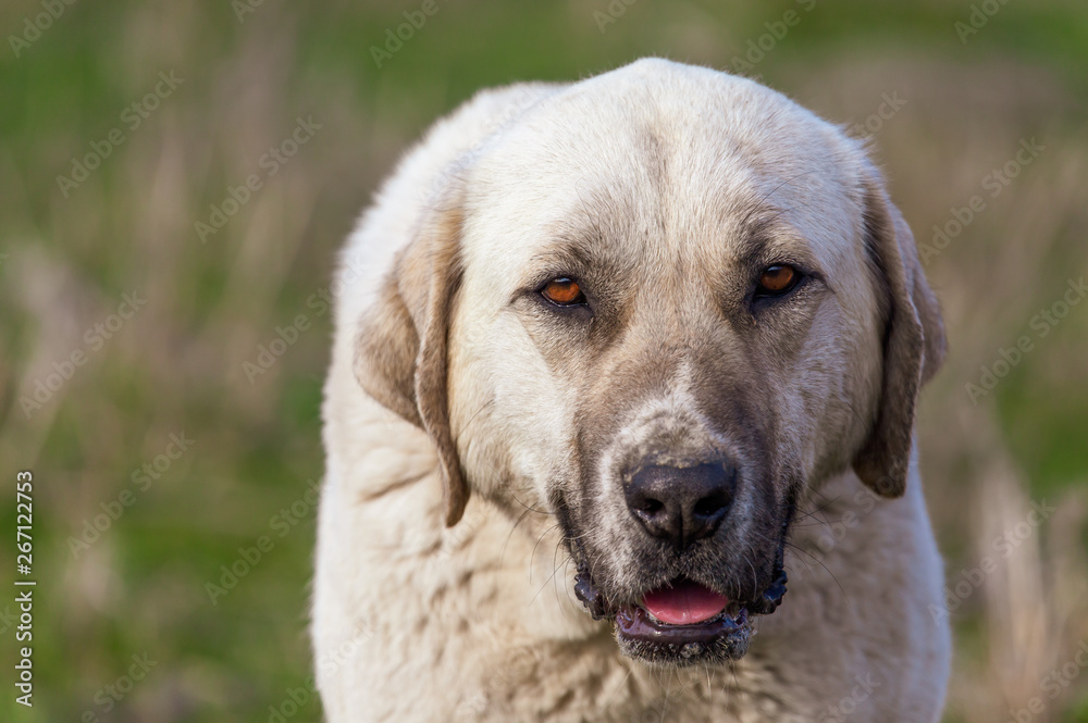 Portrait of a dog in the afternoon Portrait of a dog in the afternoon