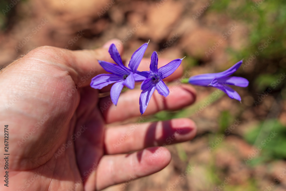 Blue flower in hand in spring steppe