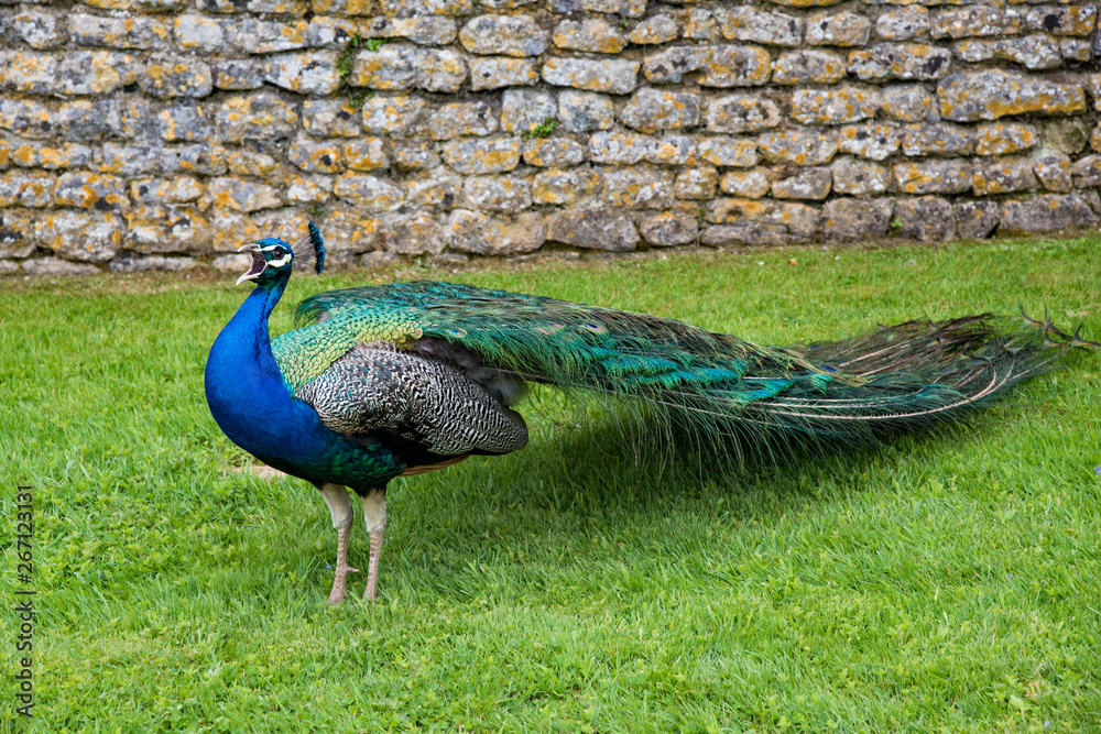 Obraz premium Peacock in the garden