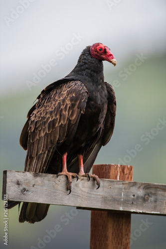 turkey vulture (Cathartes aura)