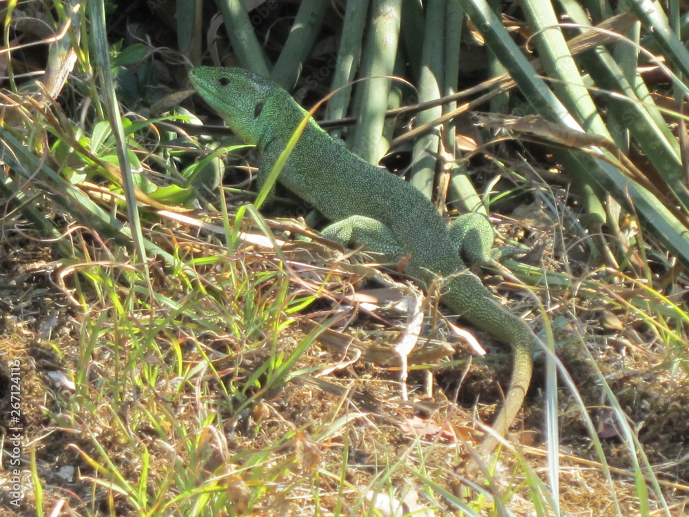 Fototapeta premium Green lizard