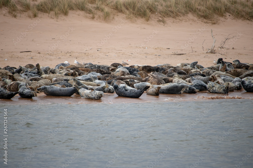 Obraz premium Seals on the Sands of Forvie