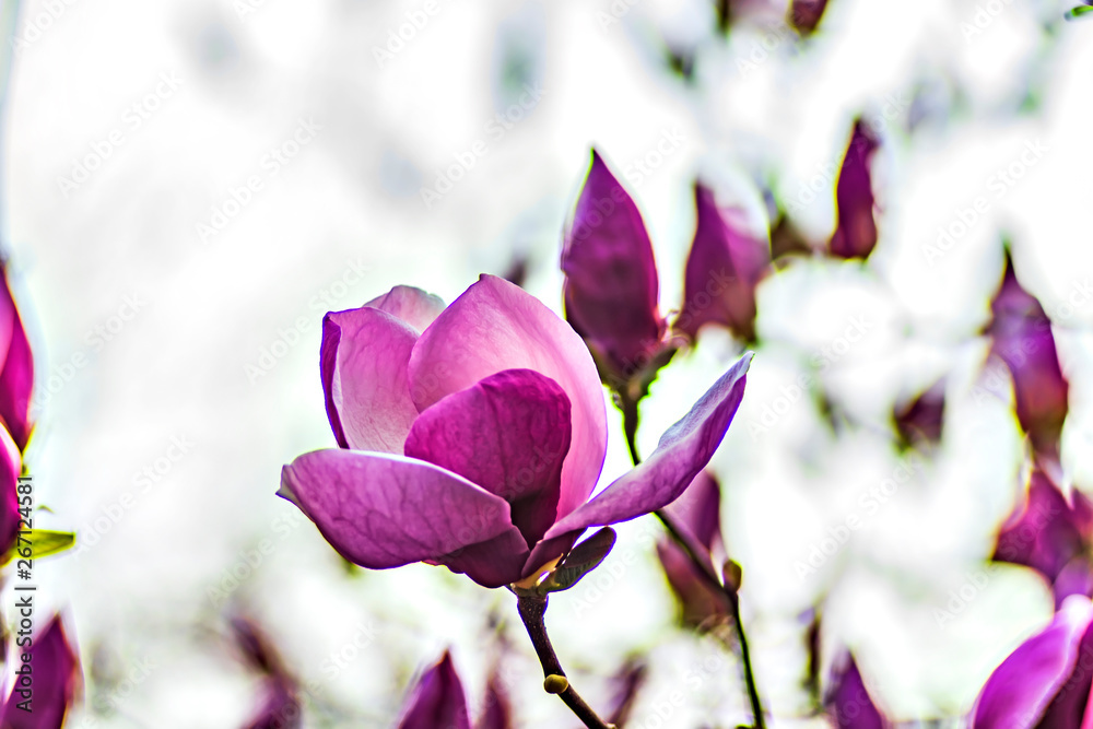 Fototapeta premium pink flowers in the garden