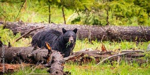 Black bear eating