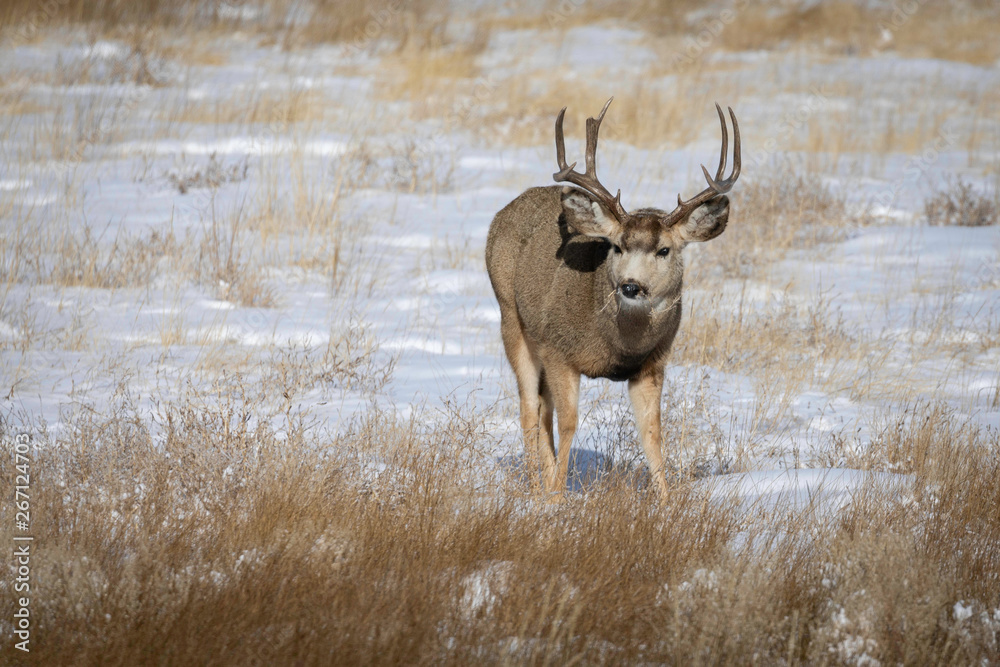 Deer in the winter Deer in the winter