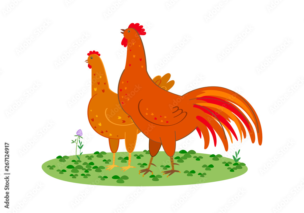 Color graphic drawing of a chicken couple, a rooster and a hen of a red  motley