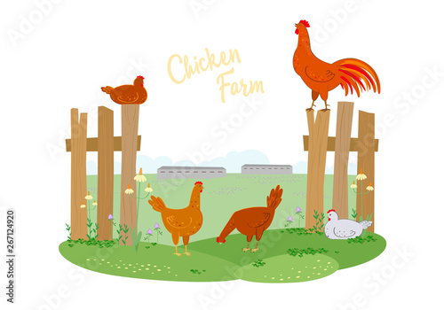 Color graphic set, collection, drawn rural hens or chickens, walking in different poses and farm, fence, plants, clover and fields. Vector character illustration, isolated on white background.