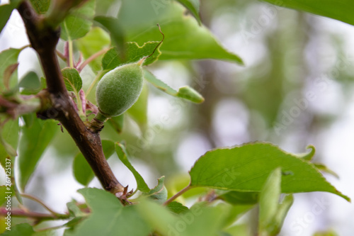 On a branch with green leaves, the first green apricot berries.