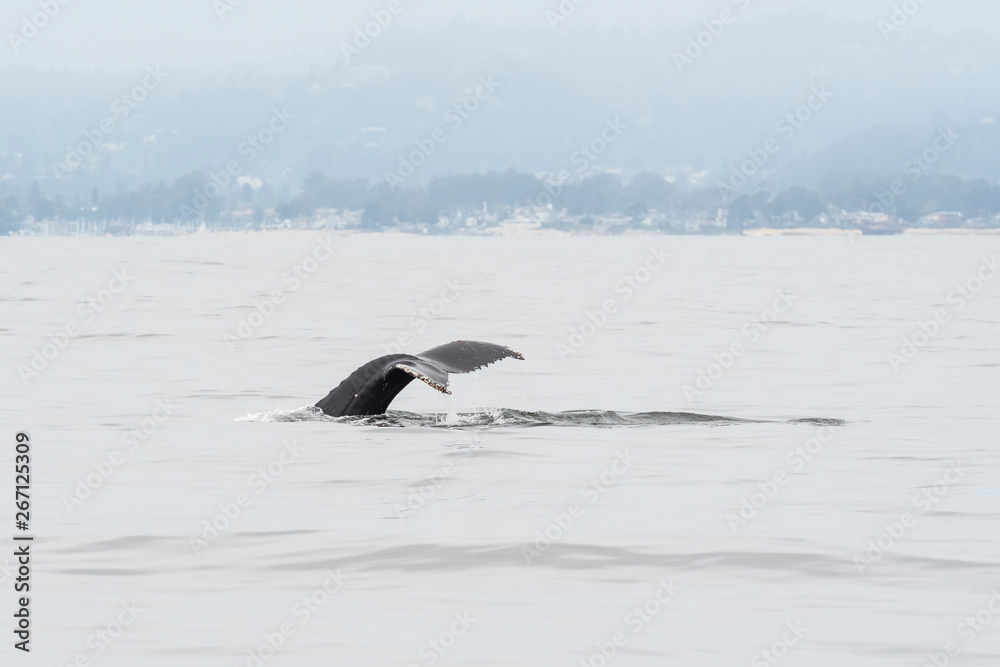 Fototapeta premium humpback whale (Megaptera novaeangliae) in the Monterey Bay, California