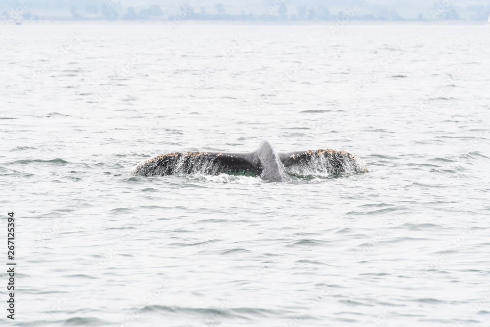 Obraz premium humpback whale (Megaptera novaeangliae) in the Monterey Bay, California
