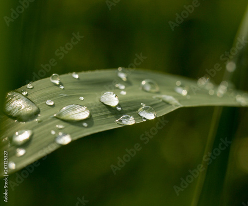 raindrops on the leaves of plants