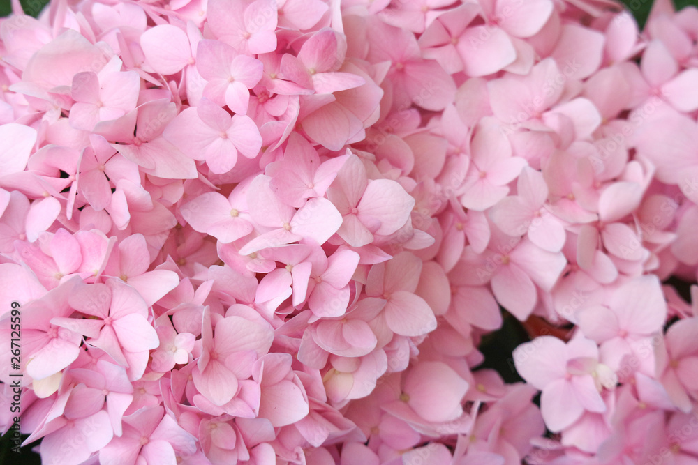 sweet soft pink hydrangea flowers bouquet background.