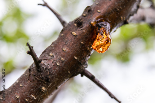 Obraz na plátně Solid sap of the tree on the trunk close-up.