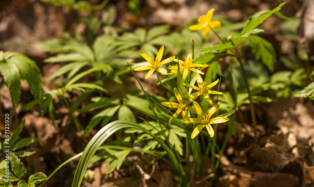 Yellow star of Bethlehem in spring in the garden Yellow star of Bethlehem in spring in the garden