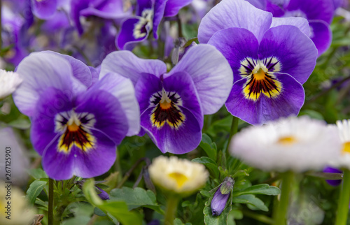 Colorful blue purple pansies in the garden