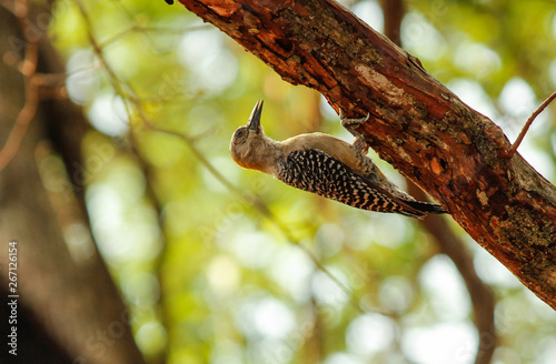 Hoffmann s Woodpecker