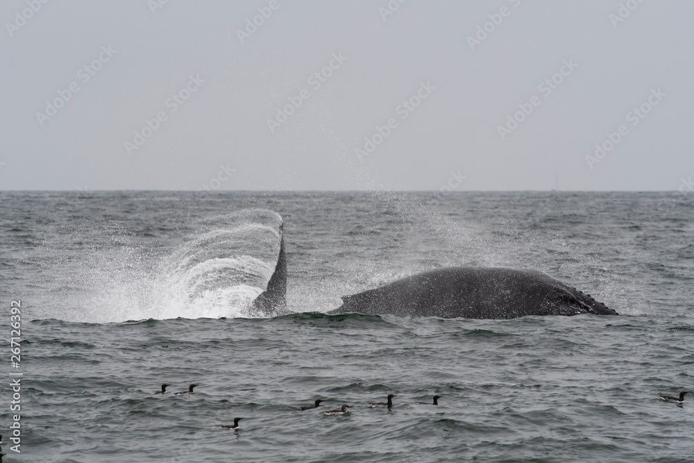 Obraz premium humpback whale (Megaptera novaeangliae) in the Monterey Bay, California