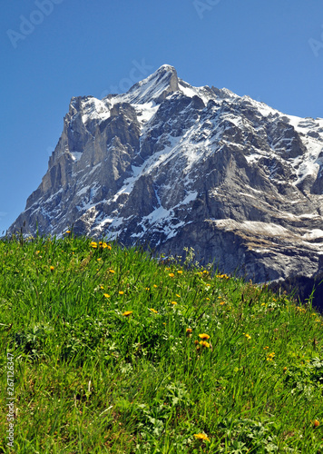Swiss alps meadow in front of Eiger mountain