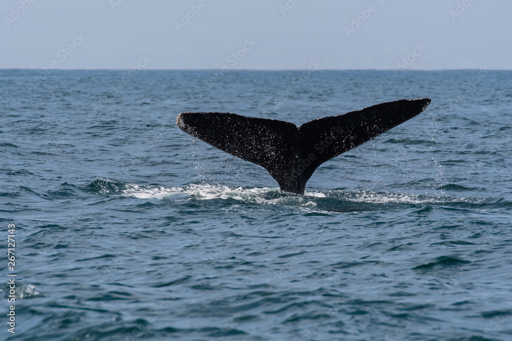 Fototapeta premium humpback whale (Megaptera novaeangliae) in the Monterey Bay, California