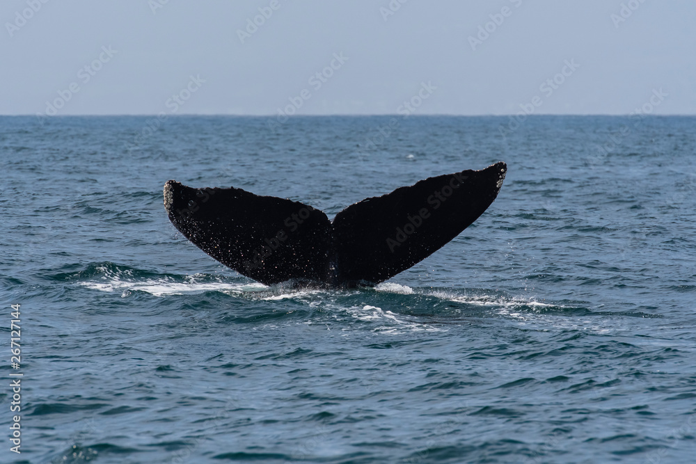 Fototapeta premium humbak (Megaptera novaeangliae) w zatoce Monterey w Kalifornii