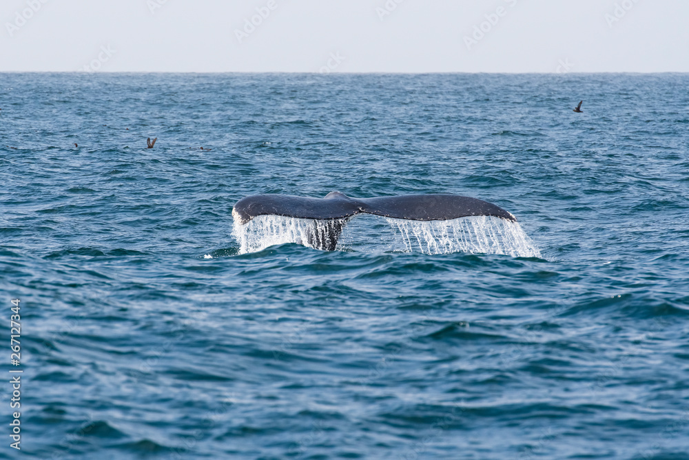 Fototapeta premium humpback whale (Megaptera novaeangliae) in the Monterey Bay, California