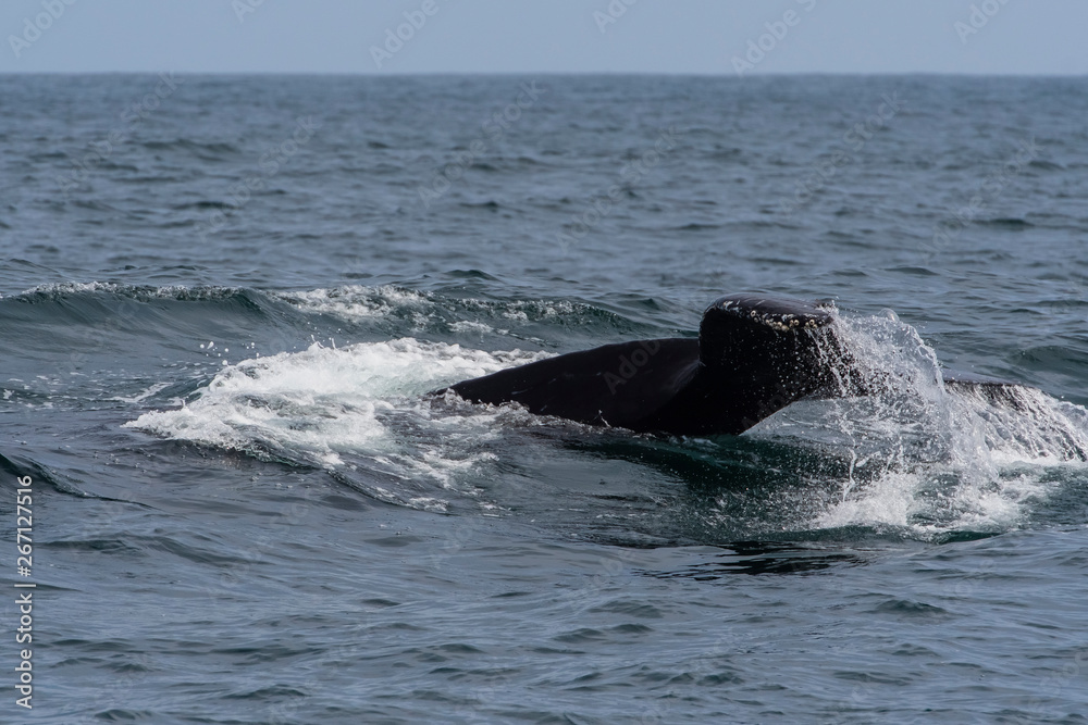 Fototapeta premium humpback whale (Megaptera novaeangliae) in the Monterey Bay, California