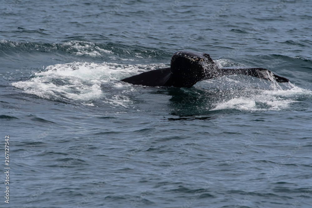 Obraz premium humpback whale (Megaptera novaeangliae) in the Monterey Bay, California