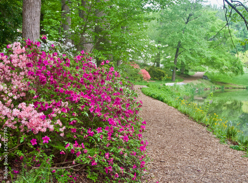 Fototapeta Naklejka Na Ścianę i Meble -  A Path Through Blooming Azalea Bushes at Brookside Gardens in Maryland