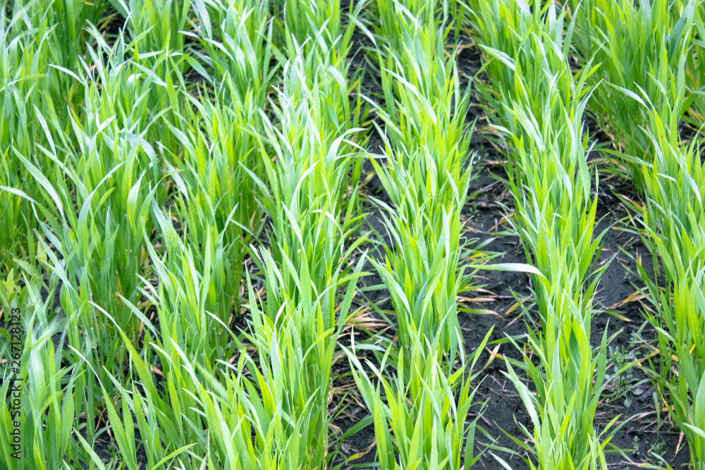 Fototapeta premium Young green wheat grows in the soil.