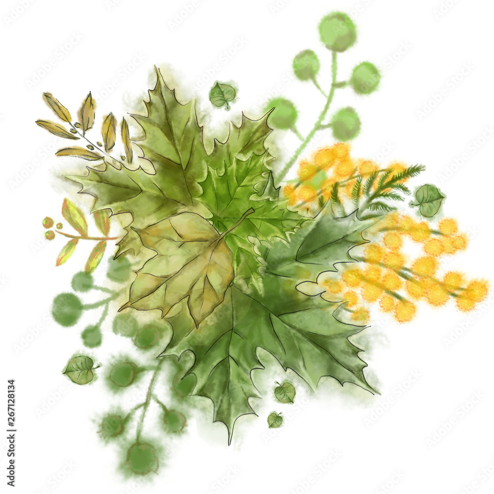 Green Maple Leaves and Mimosa Vignette Isolated on White. Botanical Decoration for Print, Card, Invitation, and Design. Green Maple Leaves and Mimosa Vignette Isolated on White. Botanical Decoration for Print, Card, Invitation, and Design.
