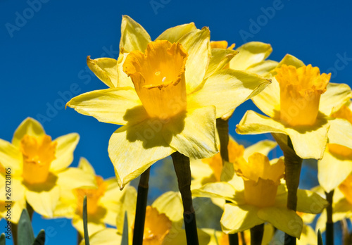 Beautiful yellow daffodils (Narcissus) in sunny spring day, against blue sky background 
