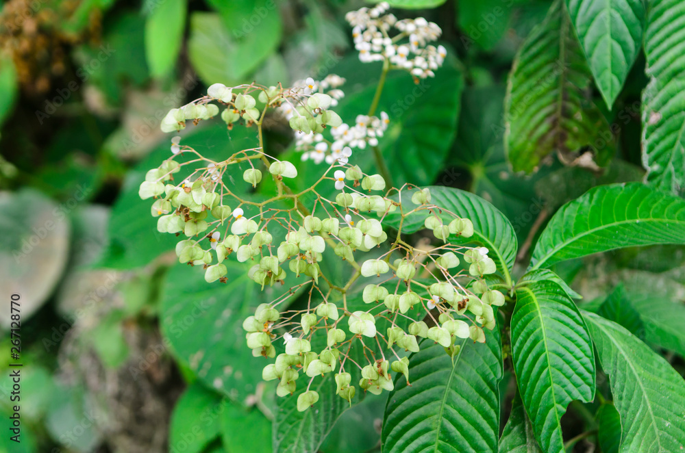 flora selva flora selva