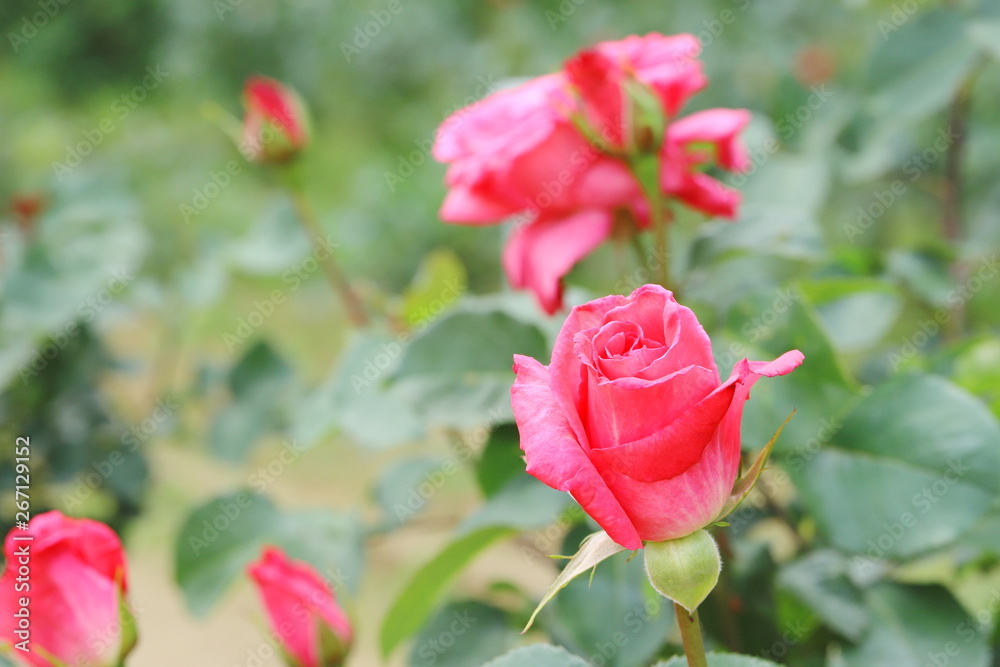 日本の植物園のピンク色のバラ