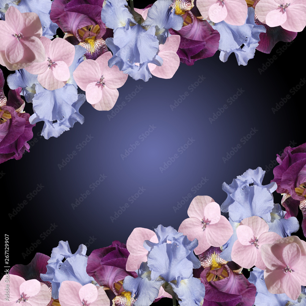 Beautiful floral background of irises and hydrangea. Isolated