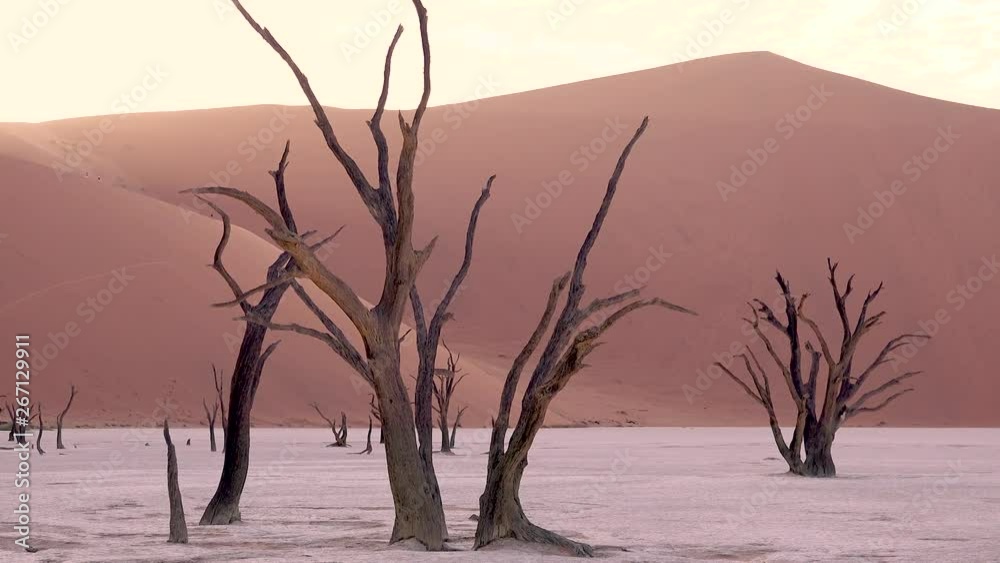 Amazing dead trees silhouetted at dawn at Deadvlei and Sossusvlei in Namib Naukluft National Park, Namib desert, Namibia. Amazing dead trees silhouetted at dawn at Deadvlei and Sossusvlei in Namib Naukluft National Park, Namib desert, Namibia.