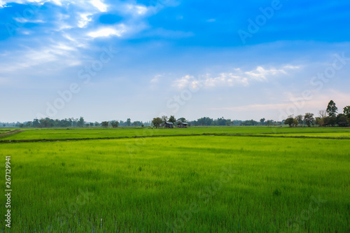 Thailand, Nan Province, Agricultural Field, Asia, Farm
