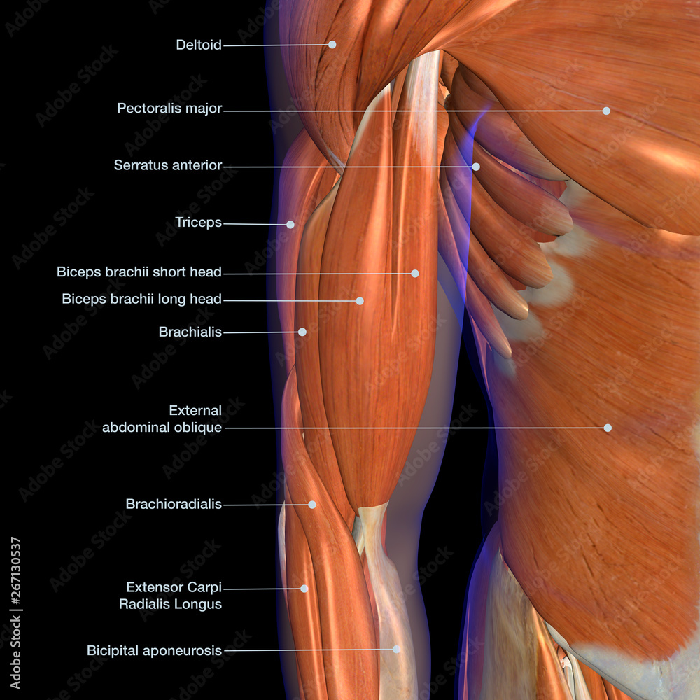 Male Biceps Muscle Chart Labeled on Black Background Stock Illustration ...