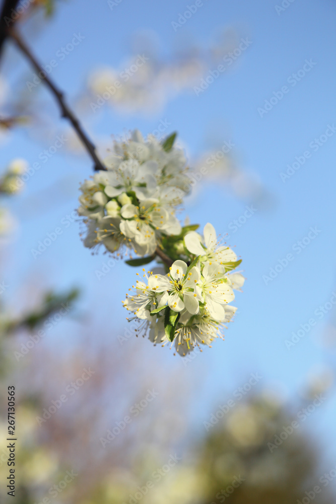 blooming cherry blooming cherry