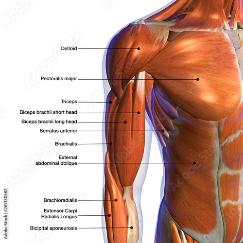 Male Biceps and Chest Muscle Chart Labeled on White Background