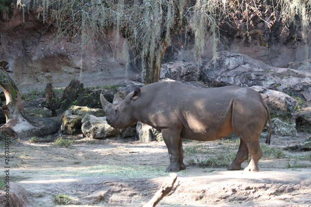 Obraz premium Rhinoceros