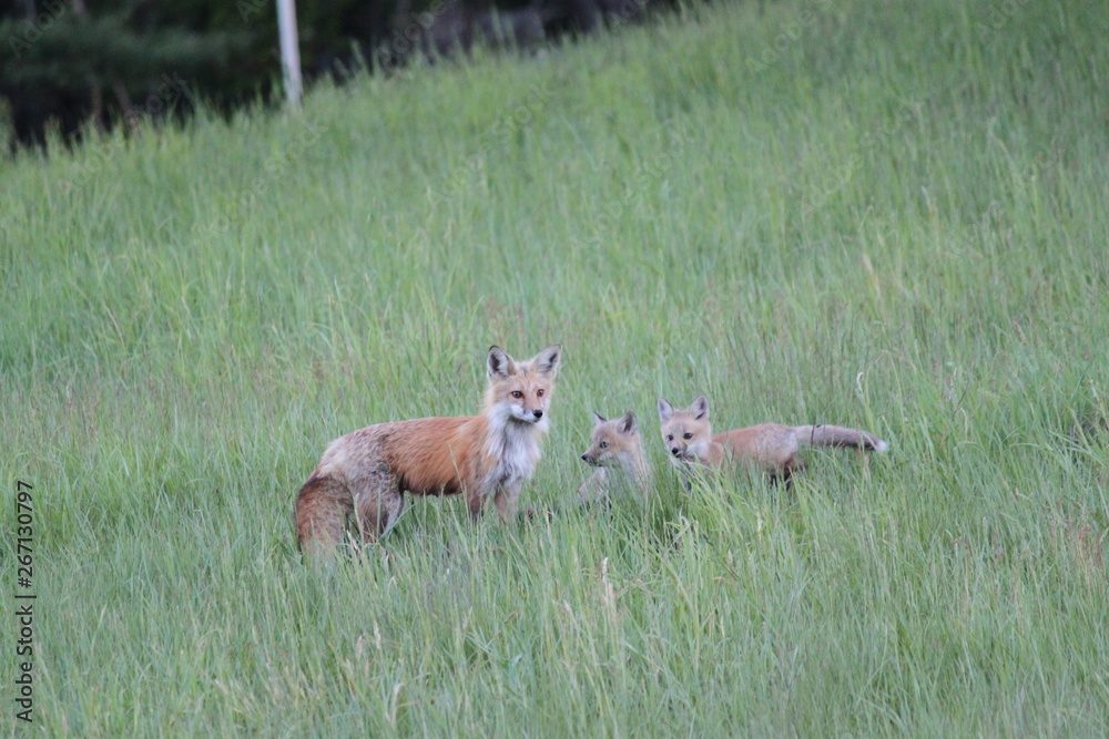 Obraz premium Fox and kits