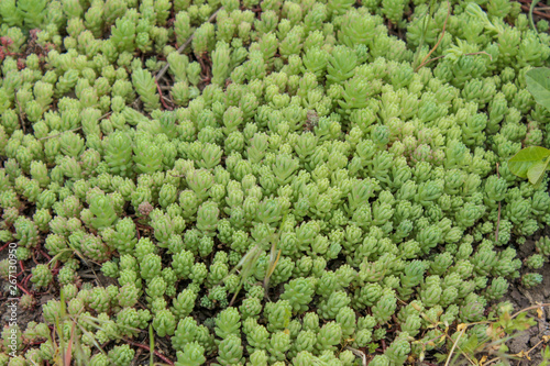 Moss stonecrop Sedum.  Covers the ground like a carpet. Juicy light green color. Beautiful succulent. Grows on the street. It s spring. Krasnodar region.