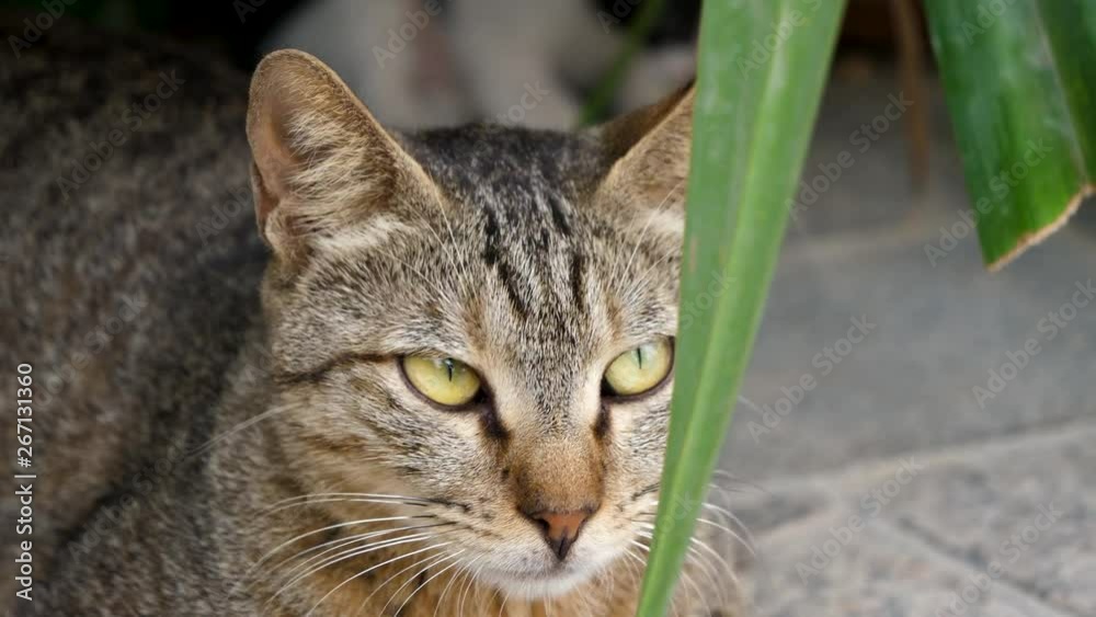 Brown cat looking straight to the camera, big cat relaxing in the street,funny lazy cat Brown cat looking straight to the camera, big cat relaxing in the street,funny lazy cat