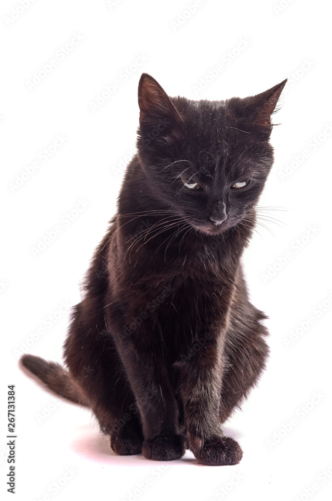 Obraz premium Black Cat sitting and looking at the camera, isolated on white.