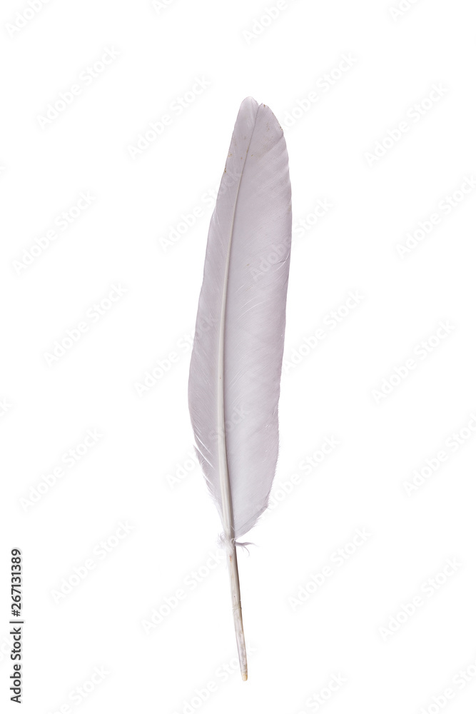 Simple white feather on a white background