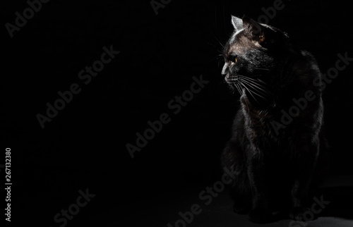 Portrait of a black cat in studio on black wall background with copy space