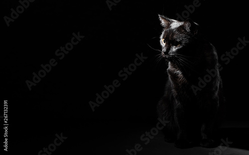 Tablou canvas Portrait of a black cat in studio on black wall background with copy space