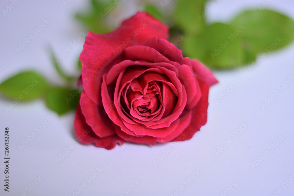 red rose on white background