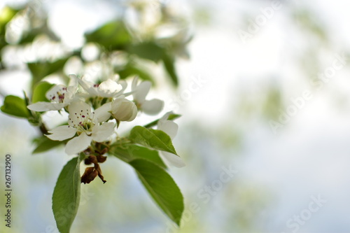 Apple blossom in the garden