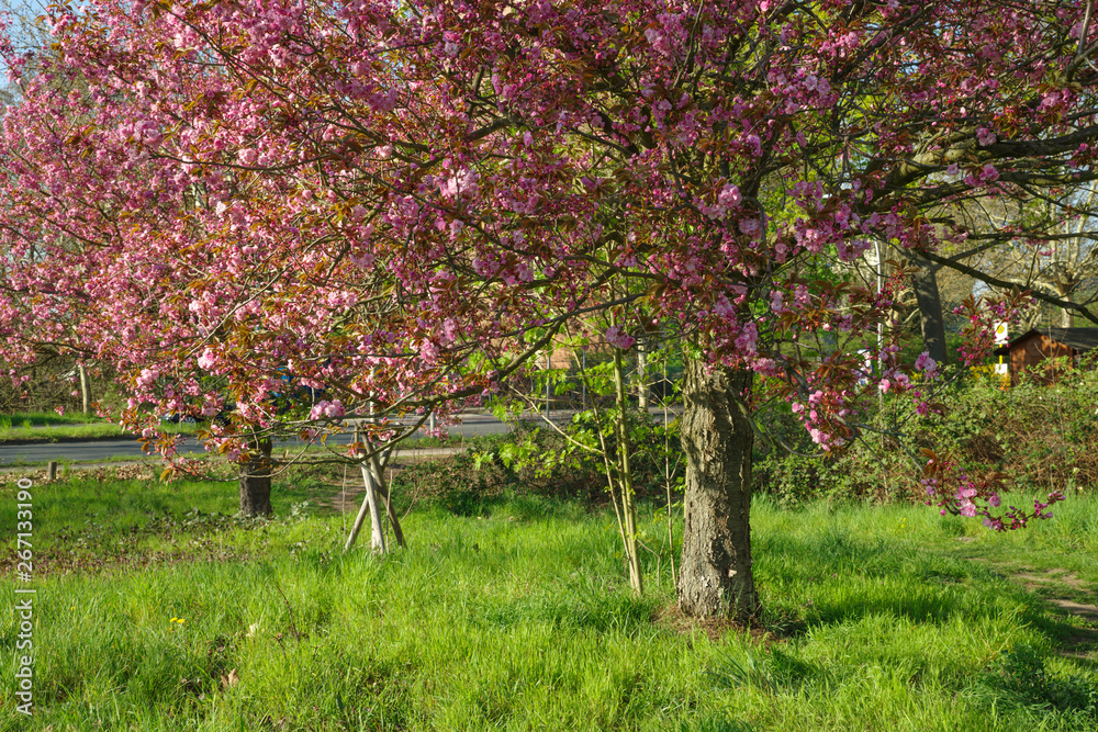 Japanese cherry blossom trees in full bloom Japanese cherry blossom trees in full bloom
